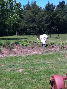 Nanny gardening..a few days before she passed away